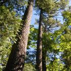Estivant Pines Nature Sanctuary